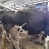 крс бычки телки нетели доращивание в Набережные Челны 5
