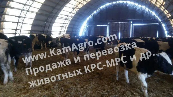  Продажа племенного скота КРС по Россий в Набережные Челны