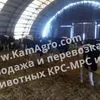  Продажа племенного скота КРС по Россий в Набережные Челны
