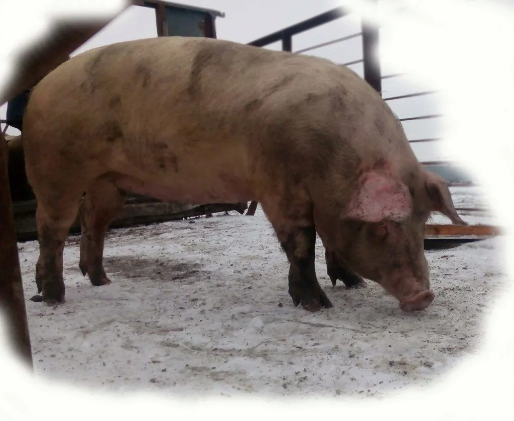 свиньи живым весом 1 категория ОПТОМ в Уфе