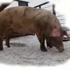 свиньи живым весом 1 категория ОПТОМ в Уфе