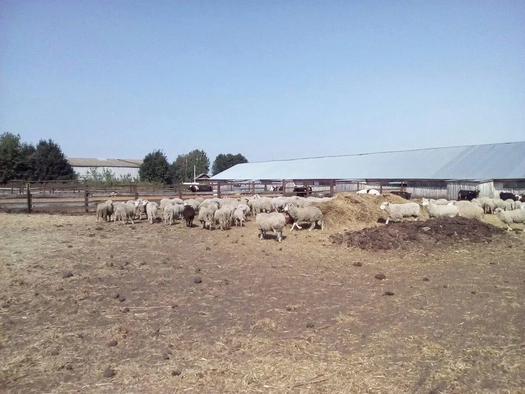 овцы и бараны в Мензелинске