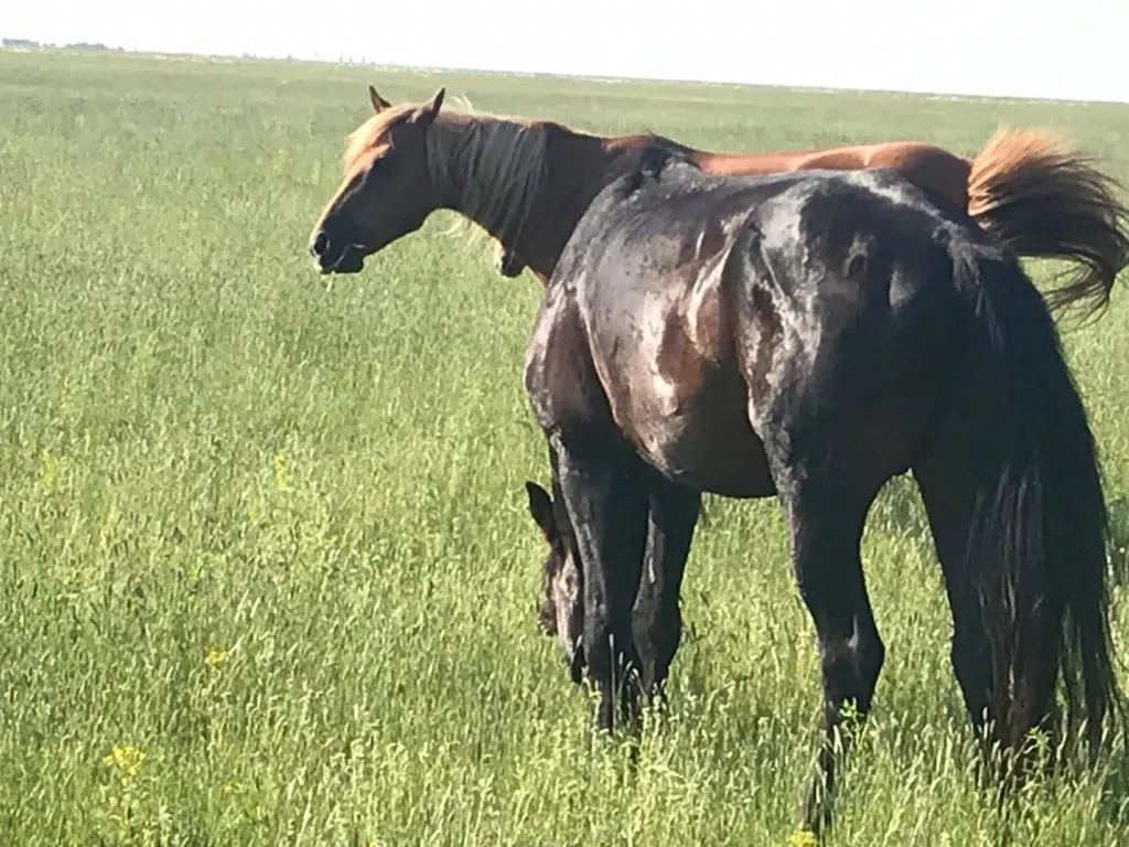 лошади (кобылки, жеребята) в Казани