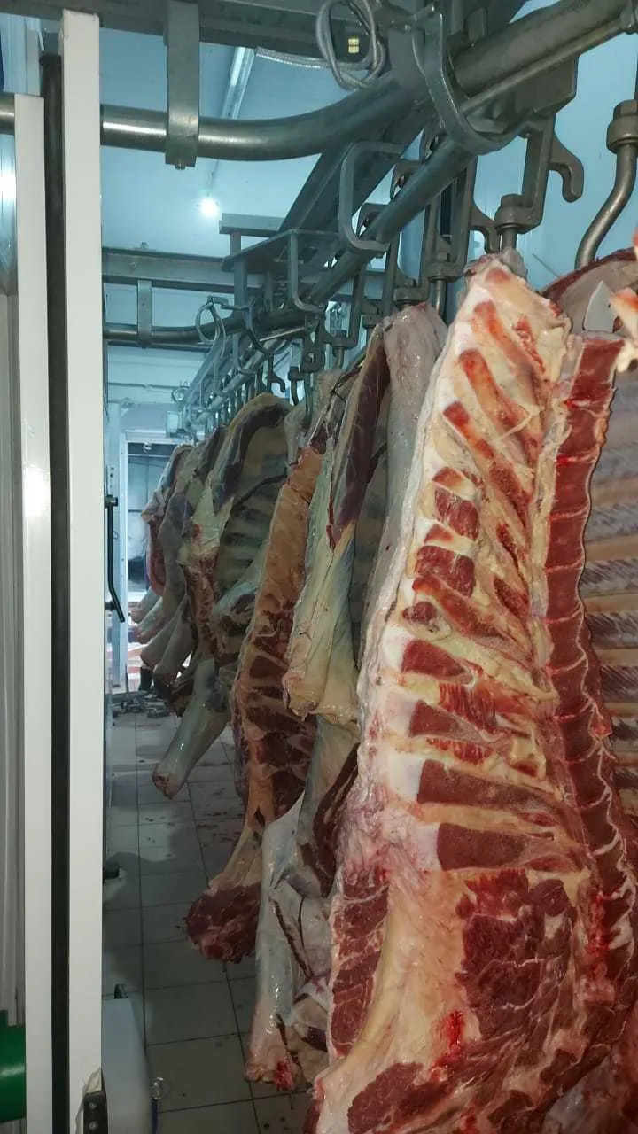 мясо говядина Халяль в Болгаре