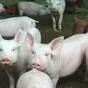 свиньи жирные, поросята 6-280кг. (оптом) в Казани и Республике Татарстан 10