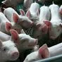 свиньи жирные, поросята 6-280кг. (оптом) в Казани и Республике Татарстан 9