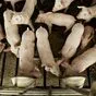 свиньи жирные, поросята 6-280кг. (оптом) в Казани и Республике Татарстан 5