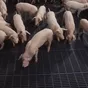 свиньи жирные, поросята 6-280кг. (оптом) в Казани и Республике Татарстан 8