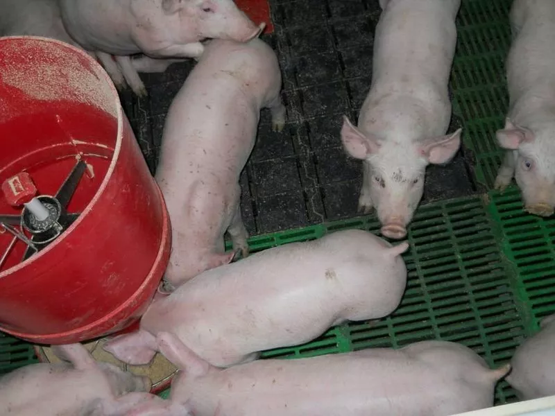 свиньи жирные, поросята 6-280кг. (оптом) в Казани и Республике Татарстан 7
