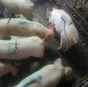 свиньи жирные, поросята 6-280кг. (оптом) в Казани и Республике Татарстан 4
