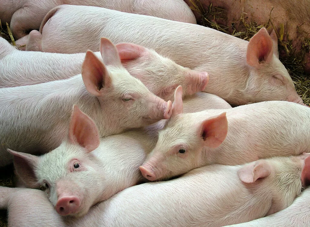 свиньи жирные, поросята 6-280кг. (оптом) в Казани и Республике Татарстан 3