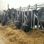 крс быки абердин-ангус на откорм в Казани и Республике Татарстан