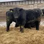 крс быки абердин-ангус на откорм в Казани и Республике Татарстан 2