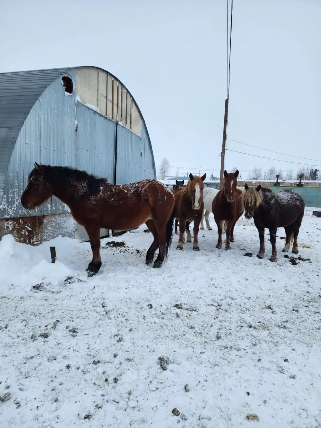 лошади в Казани и Республике Татарстан