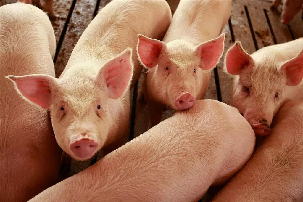 свиньи на доращивание 40-60 кг в Казани и Республике Татарстан 6