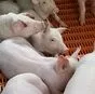 свиньи на доращивание 40-60 кг в Казани и Республике Татарстан