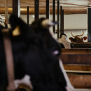 В Татарстане из горящей фермы спасли 200 коров