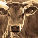 Более 90 коров Татарстана поборются за звание самой лучшей