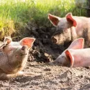 В Татарстане ввели карантин из-за африканской чумы свиней