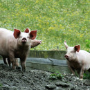 Татарстан: очаг африканской чумы свиней поставил под угрозу три района