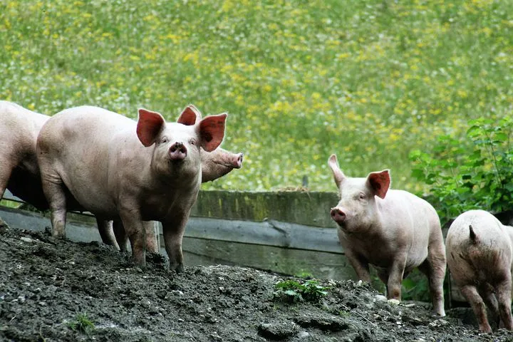 Татарстан: очаг африканской чумы свиней поставил под угрозу три района  