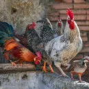 Правительство Татарстана предупредило фермеров об угрозе птичьего гриппа