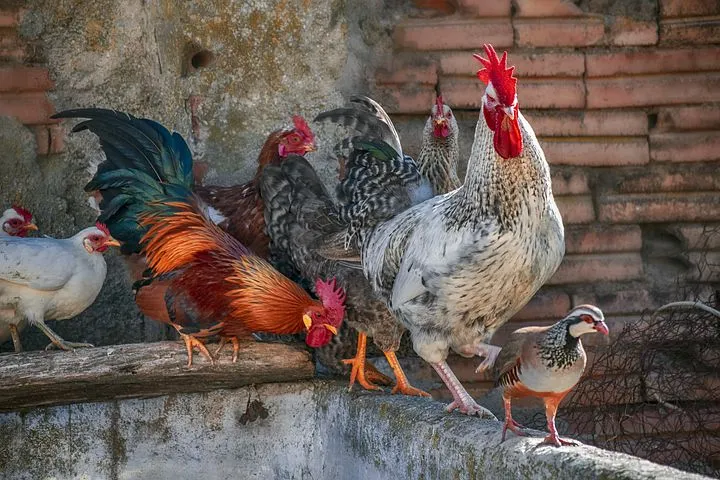 Правительство Татарстана предупредило фермеров об угрозе птичьего гриппа  