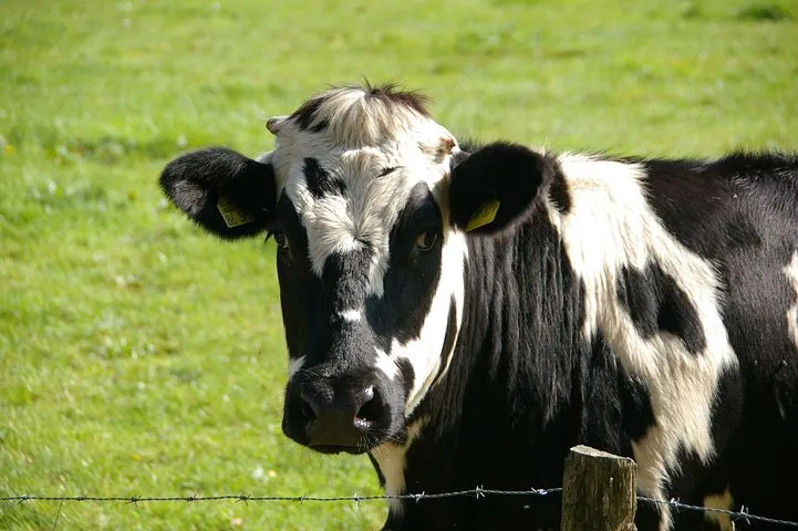 Почти в 30 селах Татарстана ввели карантин из-за заболевания скота узелковым дерматитом