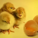 Минсельхозпрод РТ: Проблем с поставками инкубационных яиц в Татарстане не ожидается