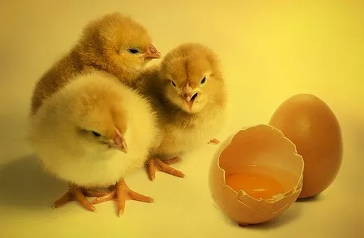 Минсельхозпрод РТ: Проблем с поставками инкубационных яиц в Татарстане не ожидается  