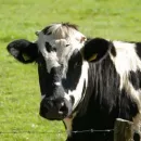 Айдар Салихов: В Татарстане запустили финансирование осеменения коров