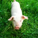 У фермеров Татарстана изымут животных для ликвидации африканской чумы свиней