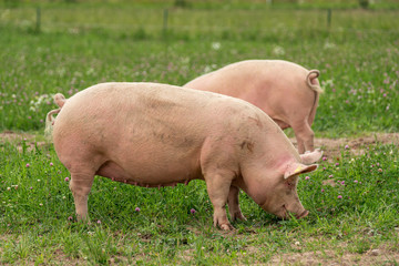 В Татарстане выявили еще один очаг заболевания африканской чумой свиней