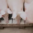 Африканская чума свиней: заинских животноводов призвали усилить меры биобезопасности