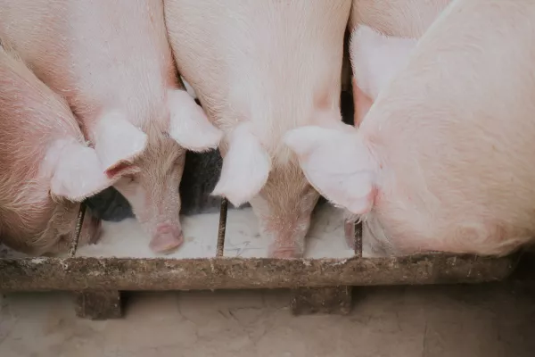 Африканская чума свиней: заинских животноводов призвали усилить меры биобезопасности 