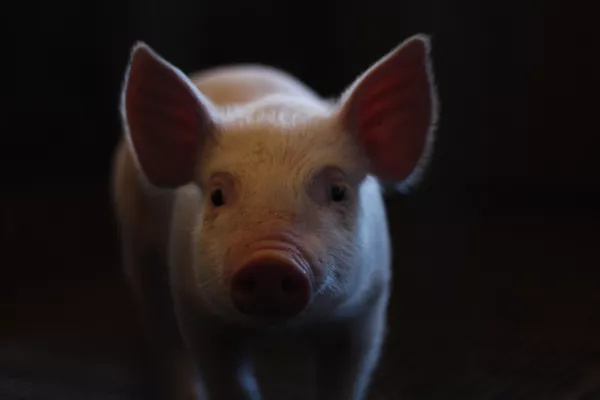 В пяти районах Татарстана отменен карантин по африканской чуме свиней  