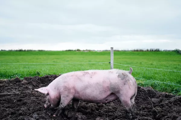 В Татарстане обнаружен новый очаг африканской чумы свиней