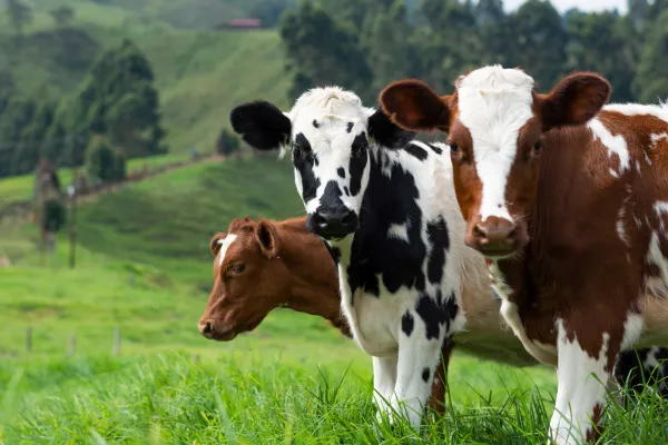 Закупочные цены на молоко и мясо в Татарстане благоприятны для животноводов в этом году