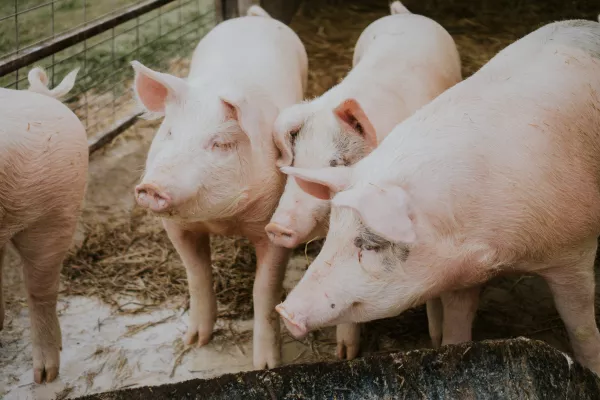 Специалисты Азнакаевского ветеринарного объединения ведут профилактику африканской чумы свиней
