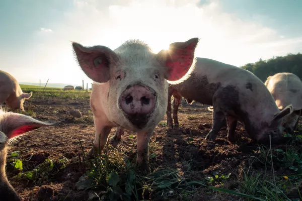 В Татарстане снят карантин по африканской чуме свиней
