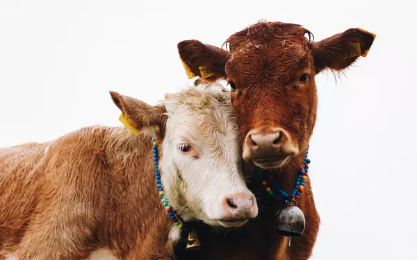 В Татарстане продолжает сокращаться поголовье крупного рогатого скота
