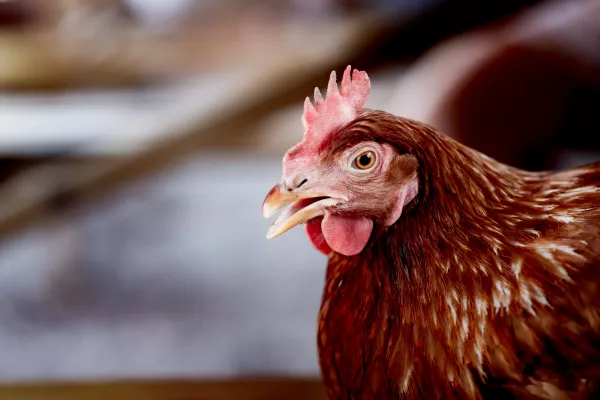 На птицефабрике в Татарстане нашли птичий грипп — СМИ
