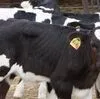 крс оптом.быки телки коровы нетели бычки в Набережные Челны 6
