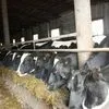 крс оптом.быки телки коровы нетели бычки в Набережные Челны