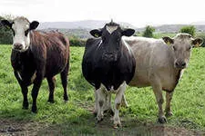коровы дойные в Набережные Челны 3