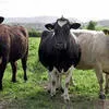 коровы дойные в Набережные Челны 3