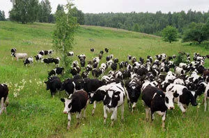 коровы дойные в Набережные Челны 2
