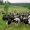 коровы дойные в Набережные Челны 2