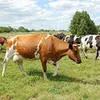 коровы дойные в Набережные Челны