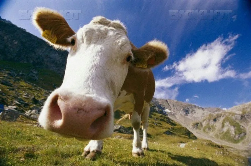 фотография продукта КРС коровы, телята.
